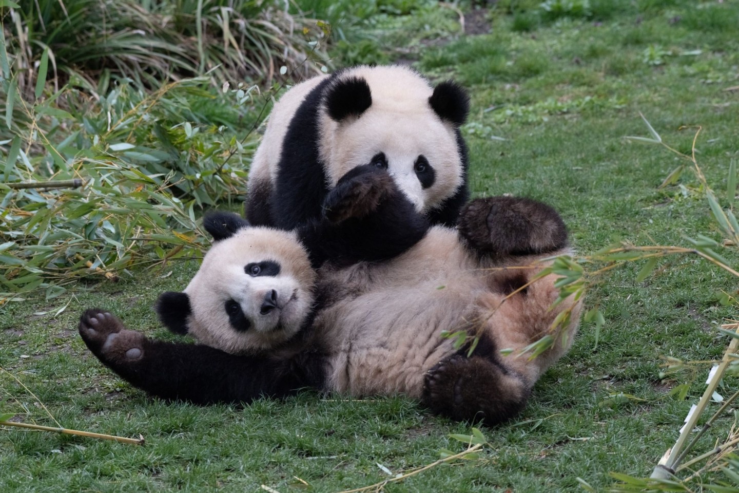 Die Pandabären-Brüder Pit und Paule verlassen kommende Woche den Berliner Zoo. Sie ziehen nach China. Doch ihre Eltern bleiben in Deutschland.
