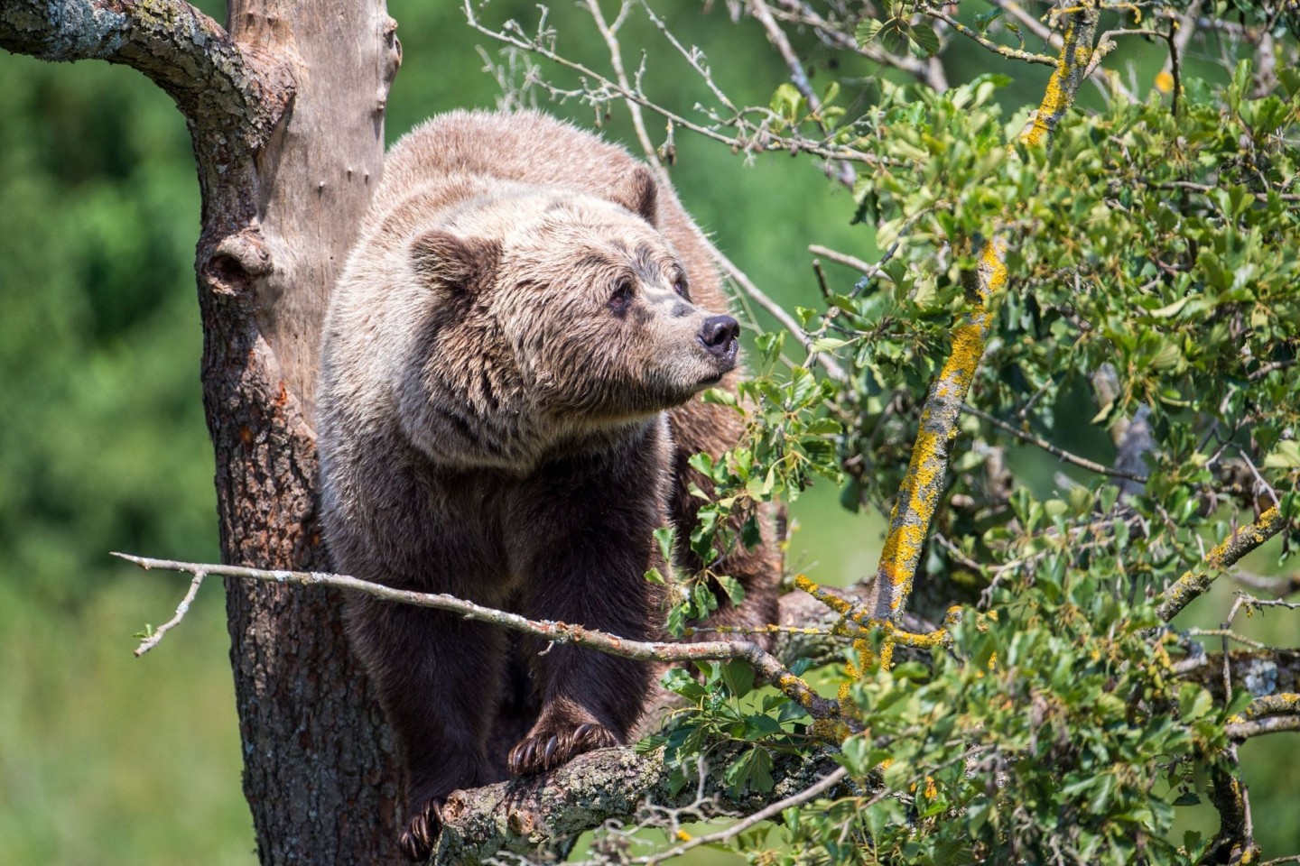 Ein Braunbär in einem Wildpark (Symbolbild). Nach Angaben des Bayerischen Landesamtes für Umwelt befindet sich die nächste Bären-Population im von Bayern etwa 120 Kilometer entfernten it...