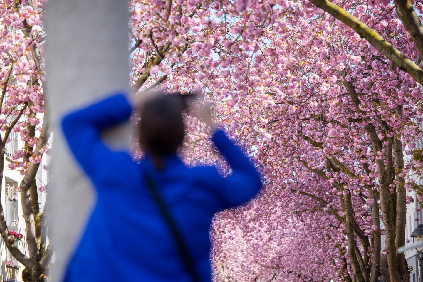 Eine Touristin fotografiert blühende Kirschblütenbäume in Bonn. Prognosen zufolge könnten die Blüte in diesem Jahr um Ostern herum beginnen.