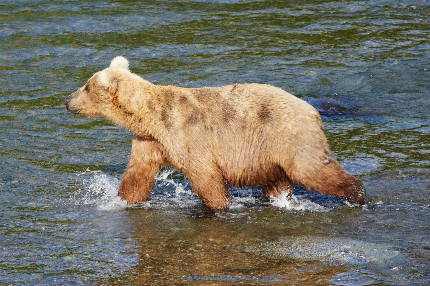 Zwölf Braunbären lieferten sich im Katmai-Nationalpark eine Woche lang ein Rennen um den kuriosen «Fat Bear»-Titel. Bärin Grazer (mit der Kennzahl 128) konnte überzeugen.
