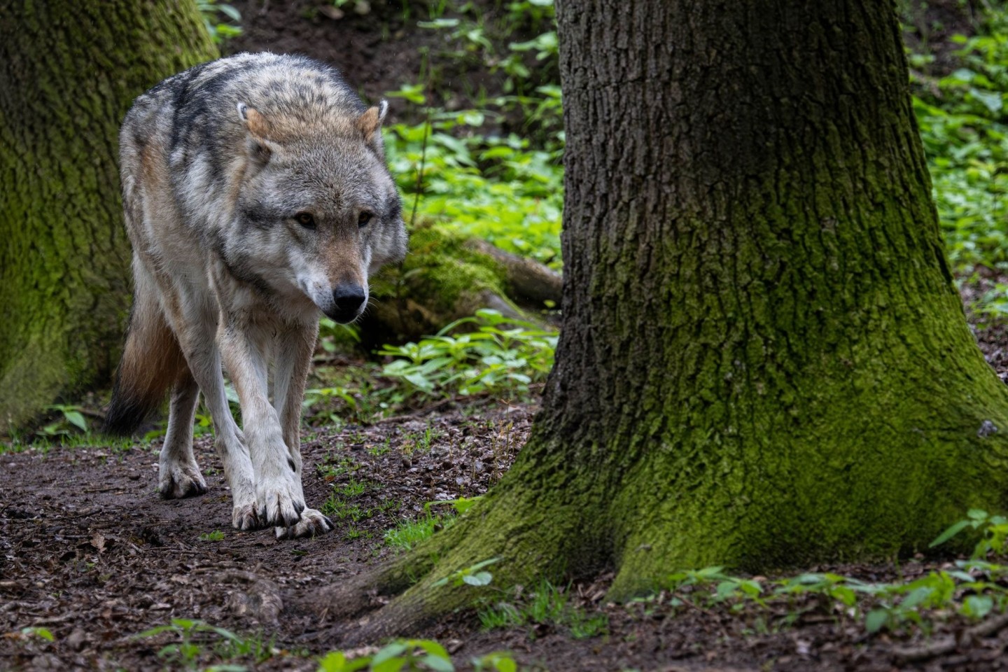 In Bremen war im Oktober ein Wolf gesichtet worden. (Symbolbild)