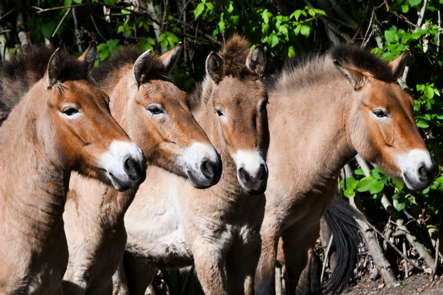 Die Przewalski-Pferde im Tierpark Berlin. Die Tiere sind nach ihrem Entdecker, dem russischen Forscher Nikolaj Przewalski, benannt.