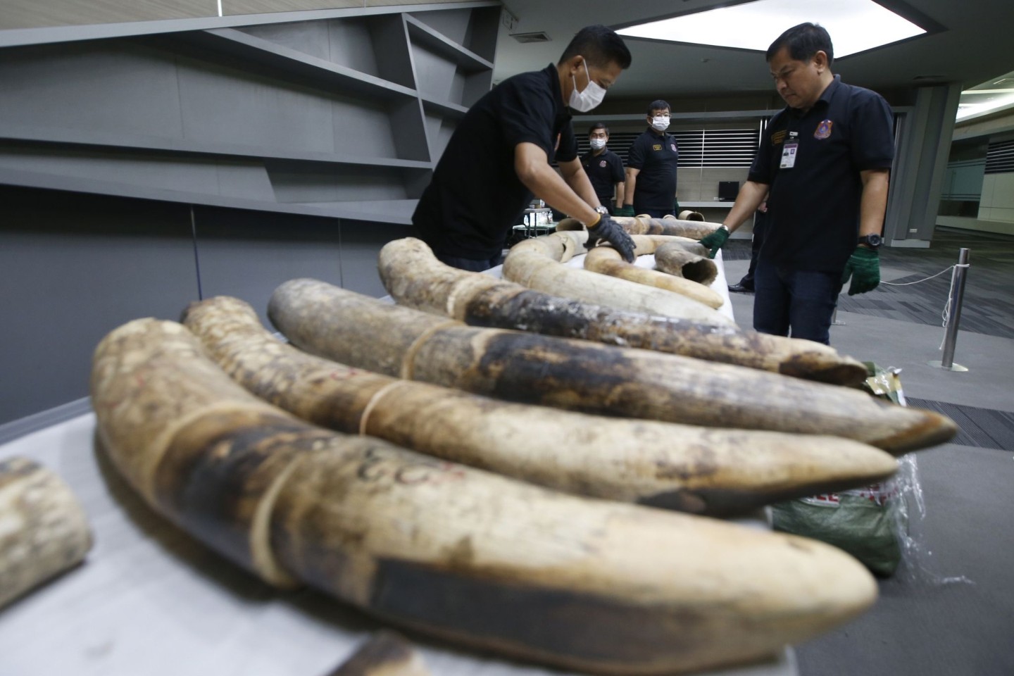Thailändische Zollbeamte in Bangkok mit geschmuggelten und beschlagnahmten Elefantenstoßzähnen aus Nigeria.